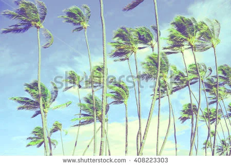 stock-photo-retro-vintage-style-washed-out-photo-of-wind-blown-palm-trees-in-hawaii-408223303.jpg