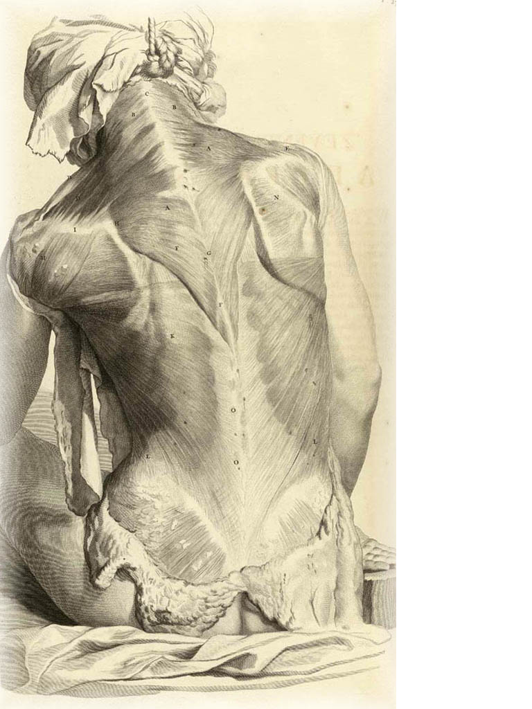 featured_2b_anatomy_drawing.png