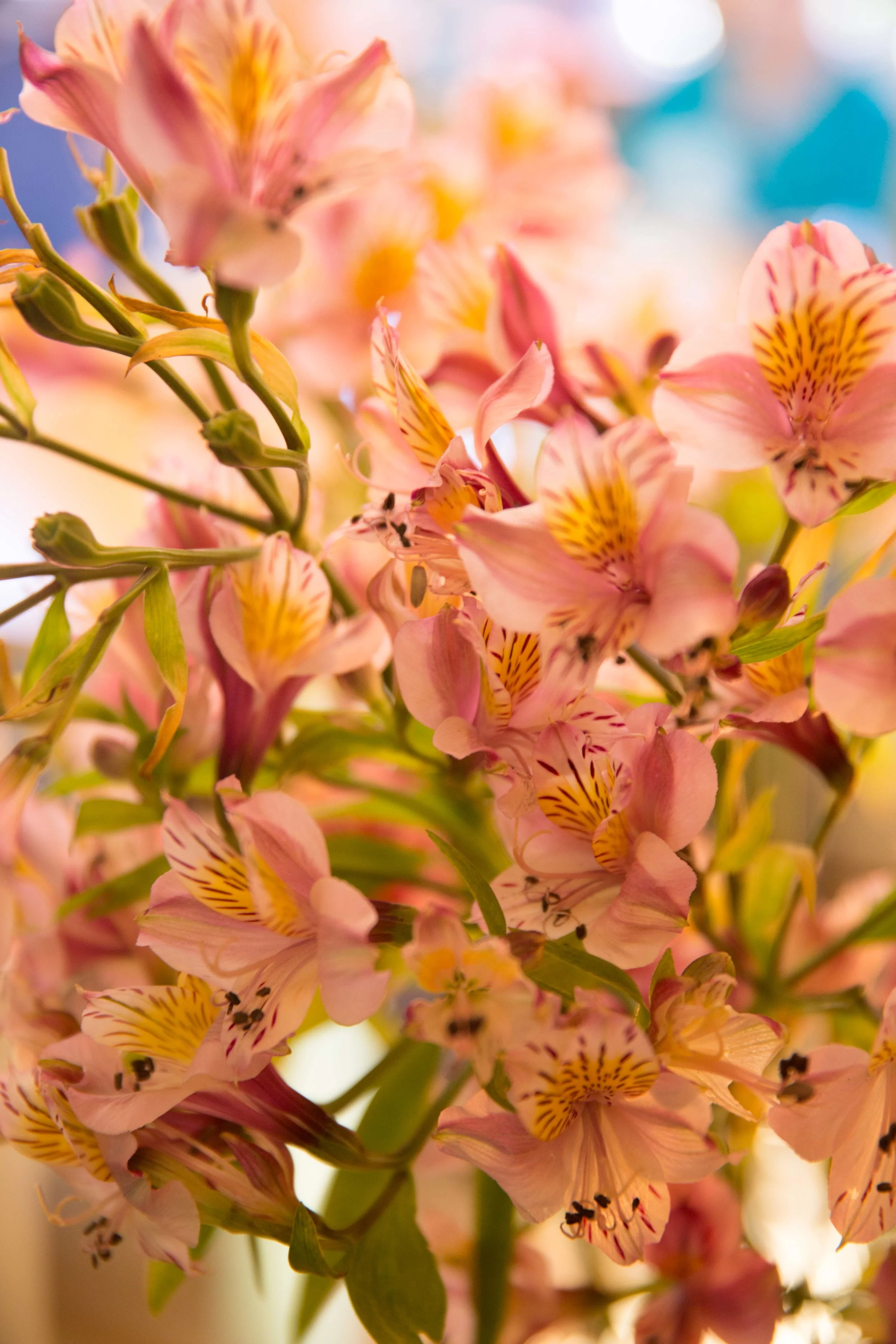 mainstkitchen (8 of 26).jpg