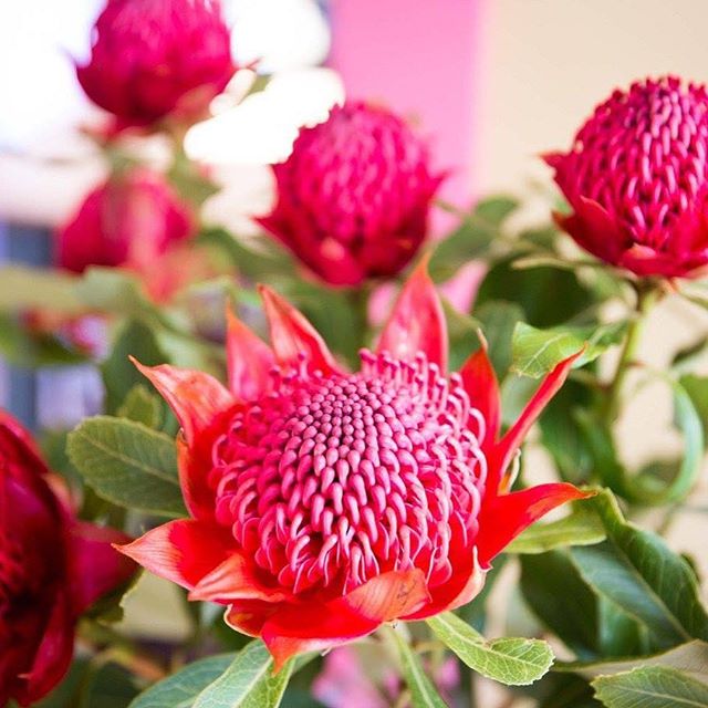 More beautiful flowers in the cafe #flowers #flowerstagram #cafe ⠀
#nz #newzealand #greytown #greytownvillage #wairarapa