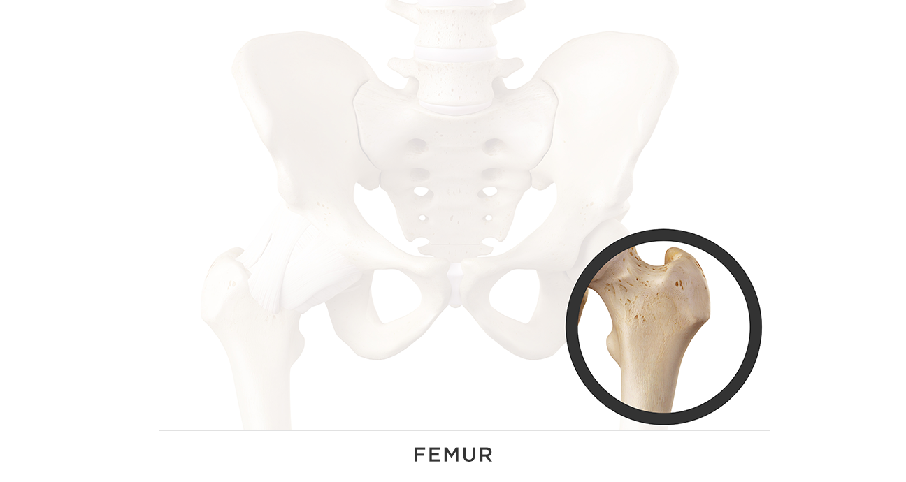 FEMUR.png