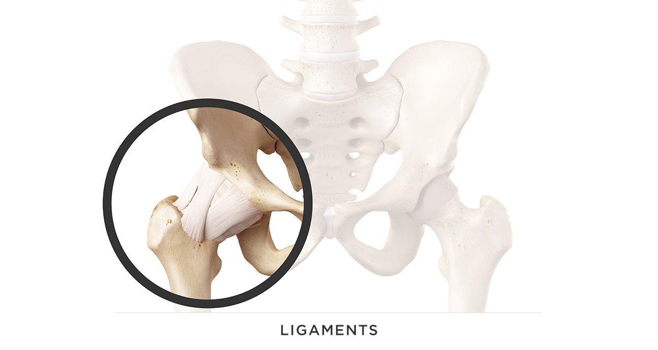 LIGAMENT.png