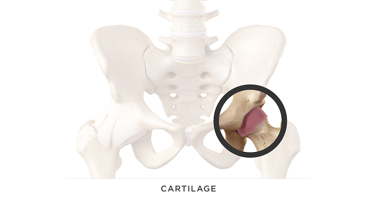 cartilage.png