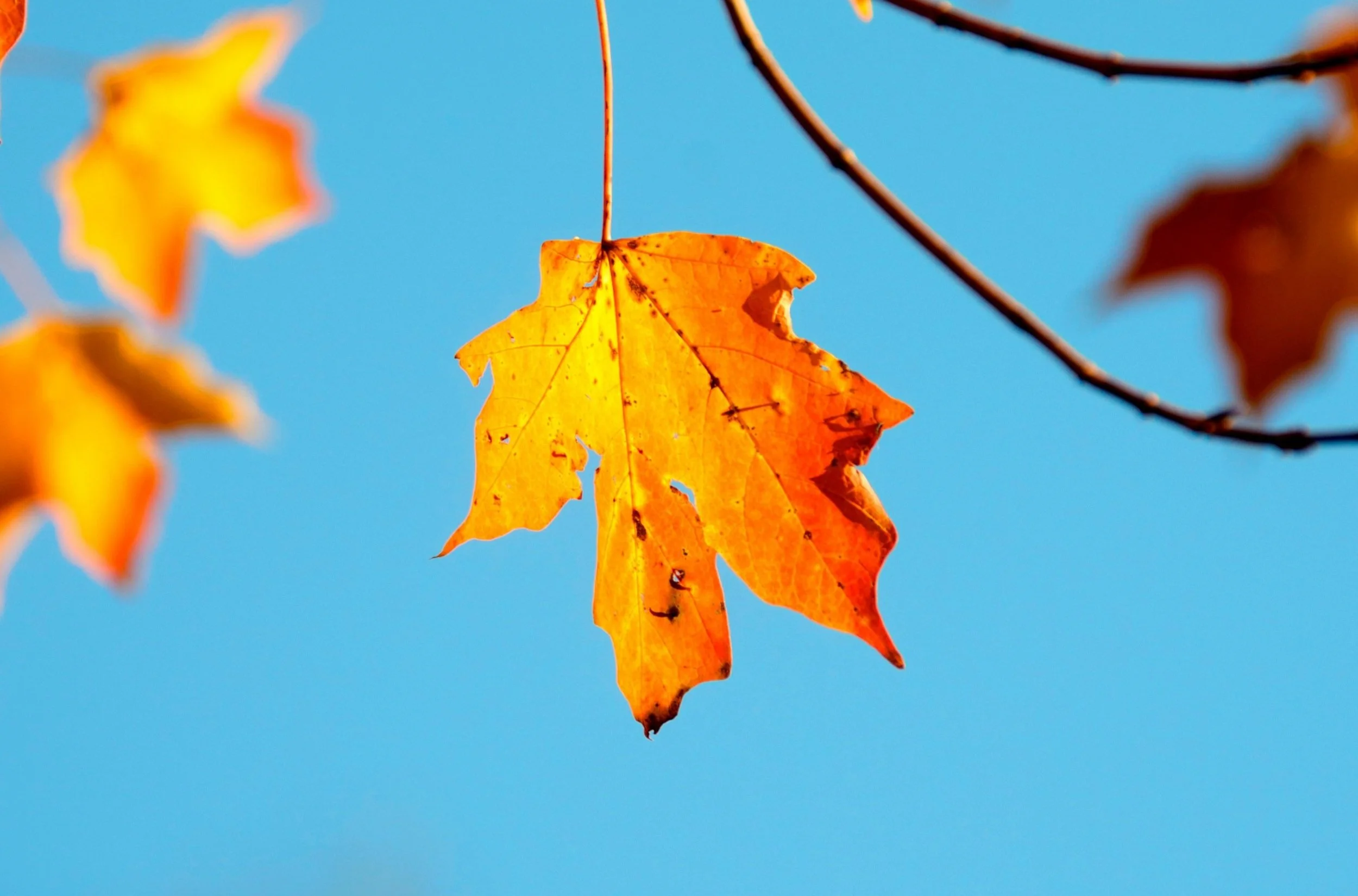 Autumnal Financial Tune Up