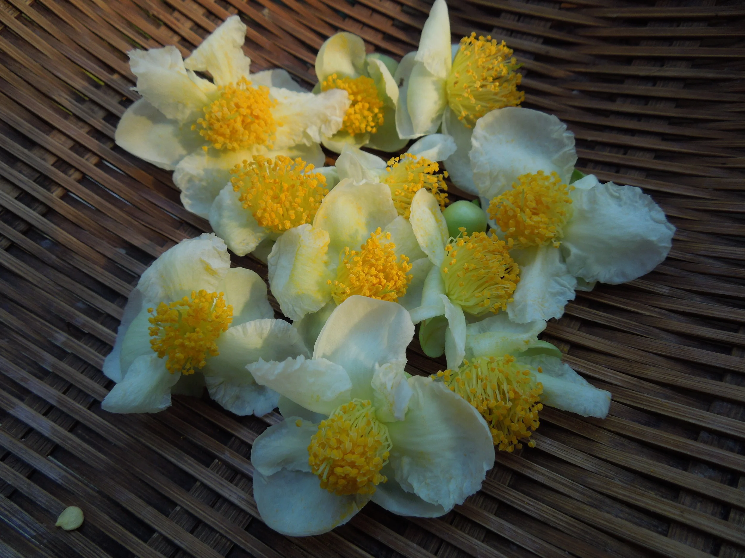 Tea Flowers