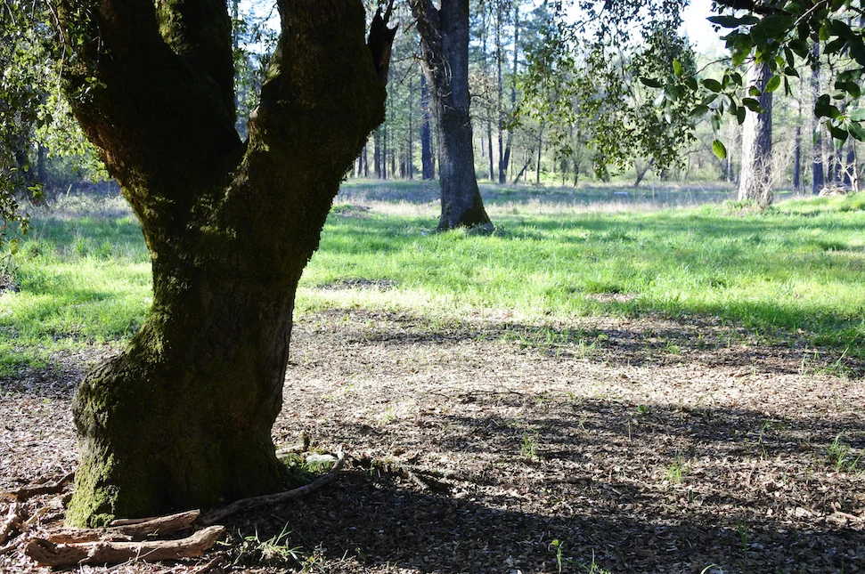 Inder the Oak, Jade Valley