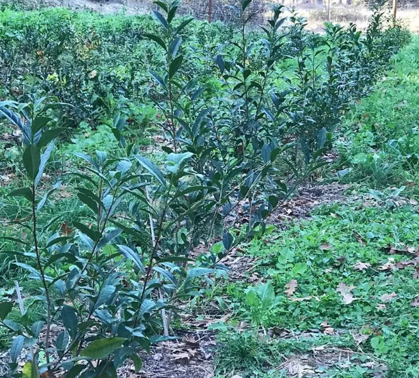 Tea growing at Jade Valley location Spring 2019 (planted Fall 2017)