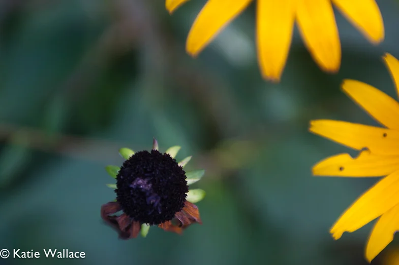 flower.jpg