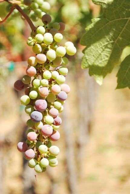 GRAPES - 38.jpg
