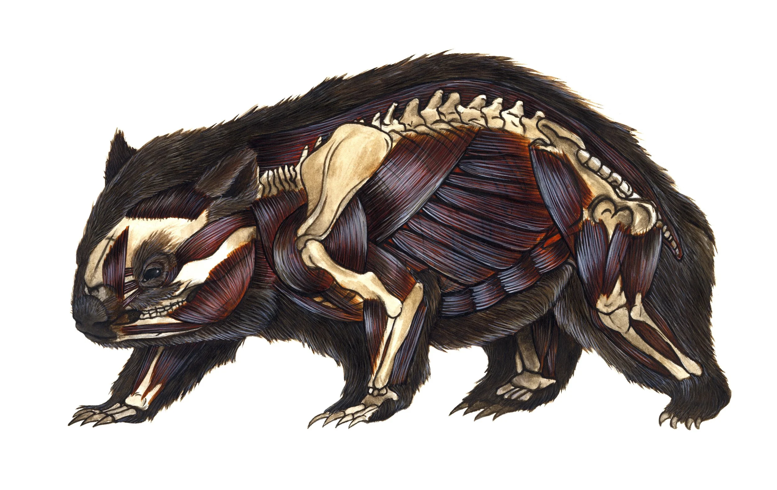 Wombat copy.jpg