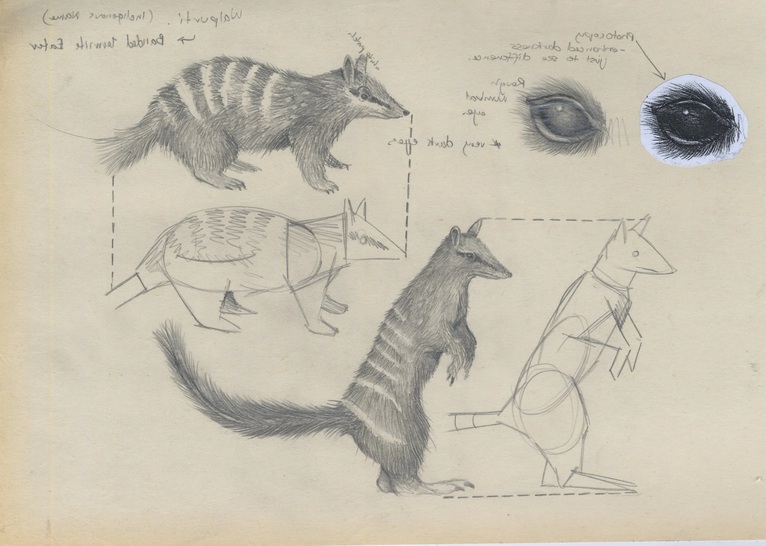 numbat sketches.jpg