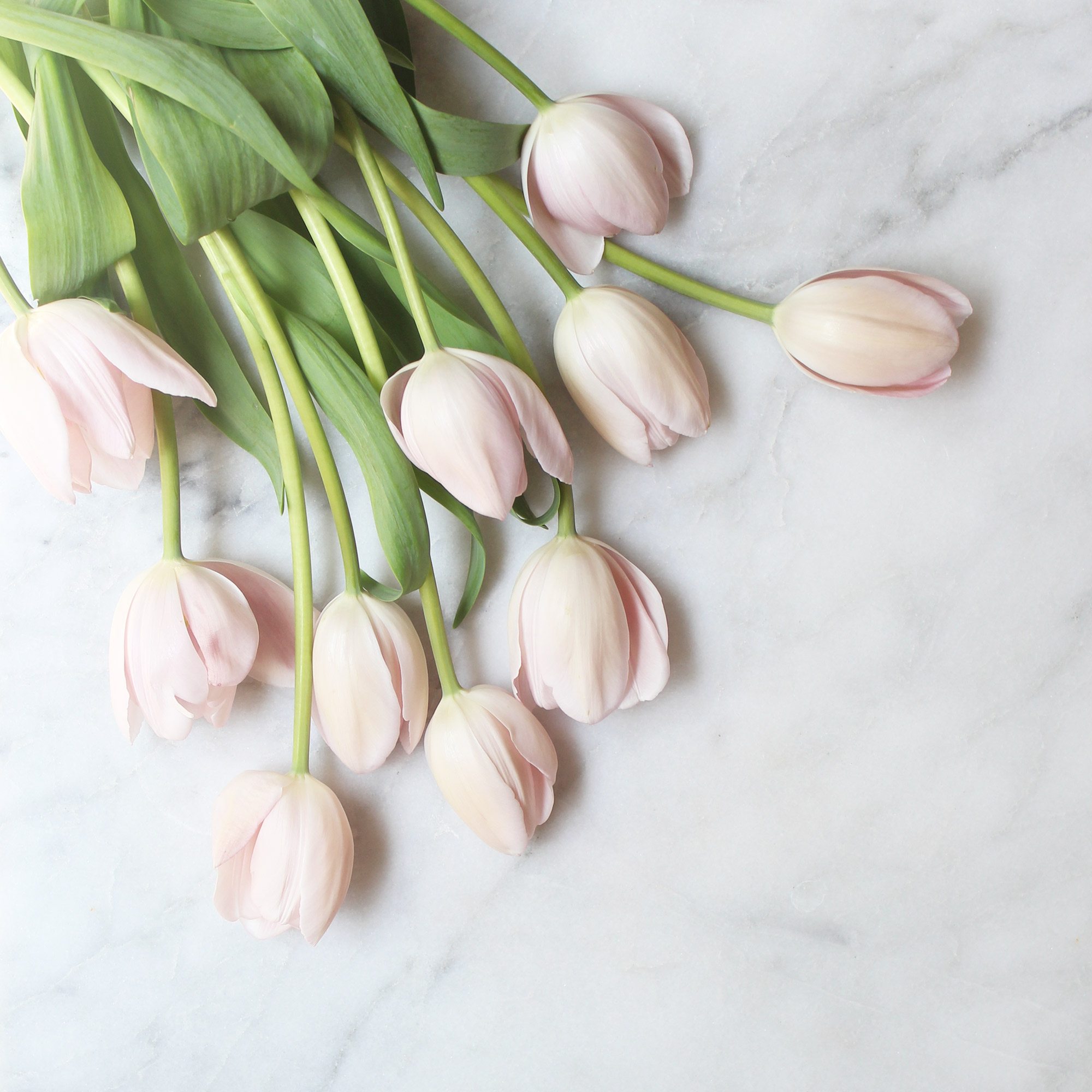 tullips.jpg