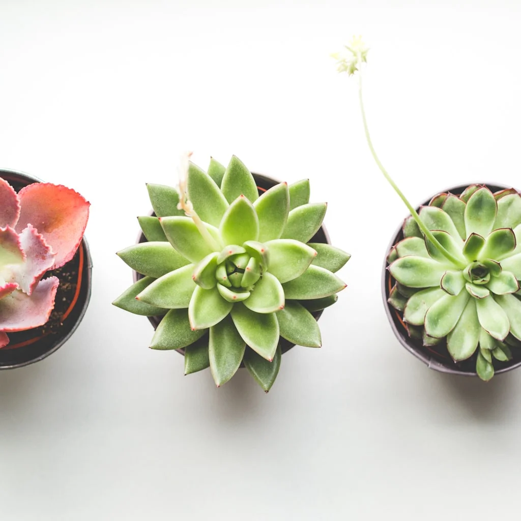 Succulent-Trio-105.jpg