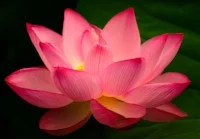lotus.jpg