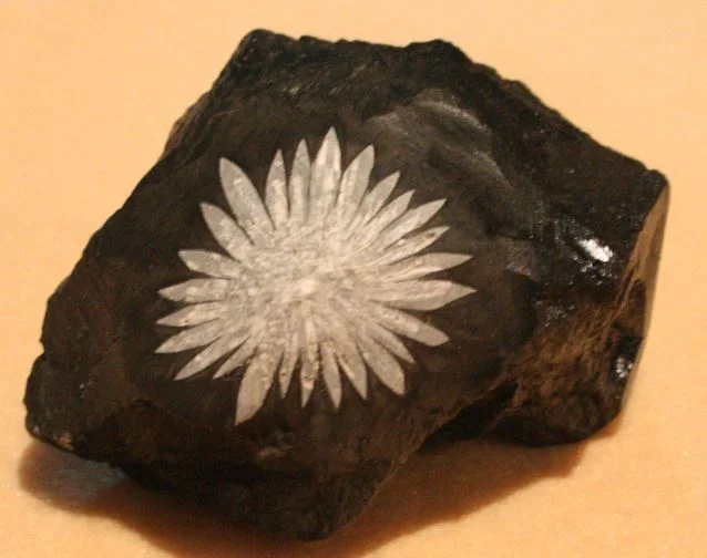 Chrysanthemum Crystal for Fertility