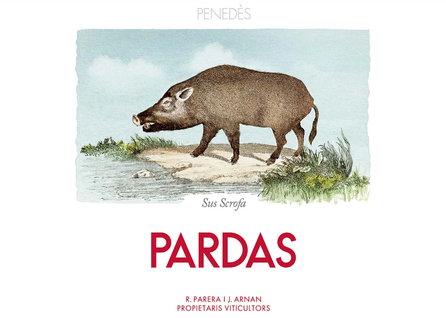 pardas_scrofa_2015.jpg