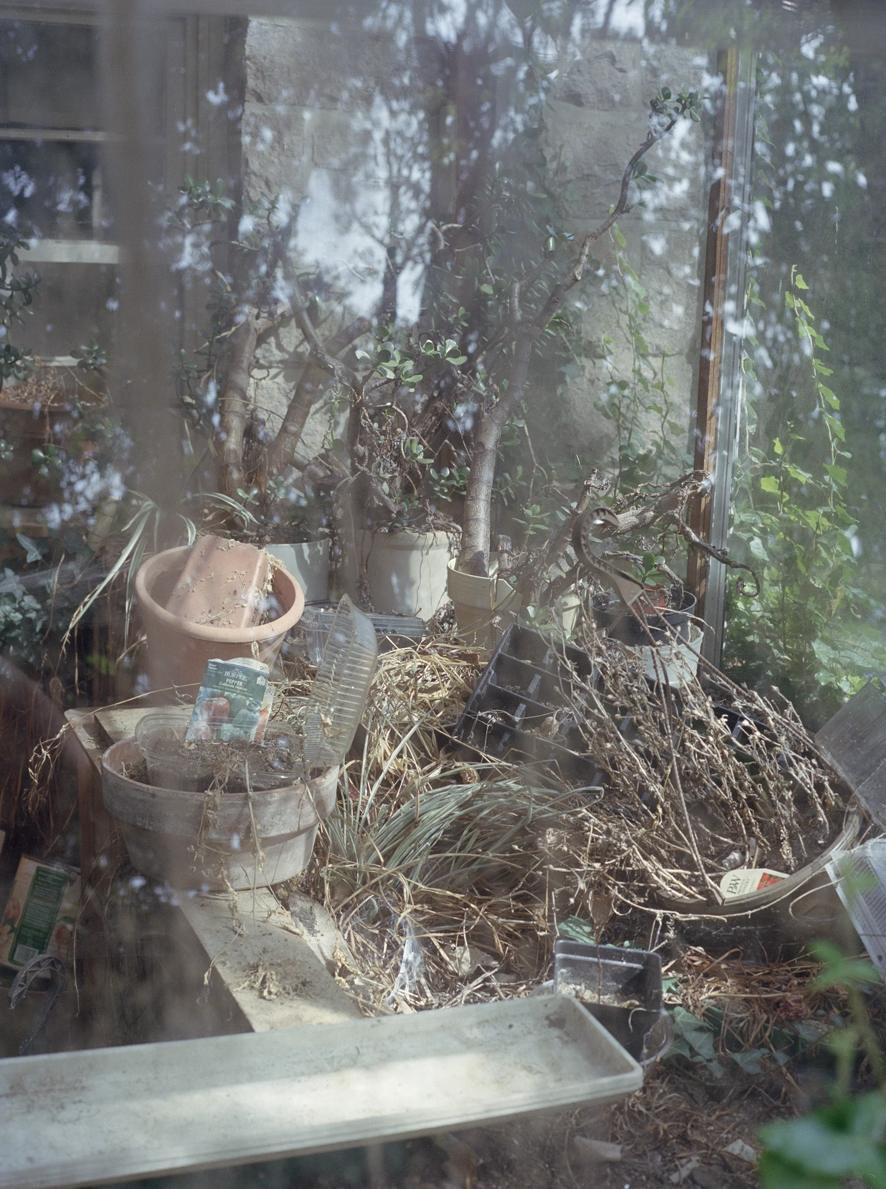 greenhouse.jpg