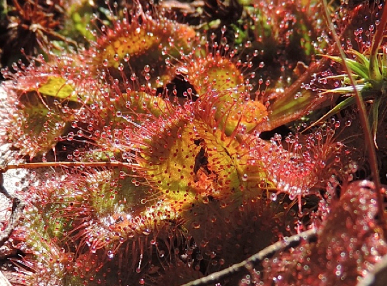 Close up Scented sundew leaves .png