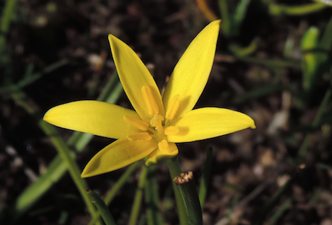 Yellow Star Hypoxis hydrometrica .png