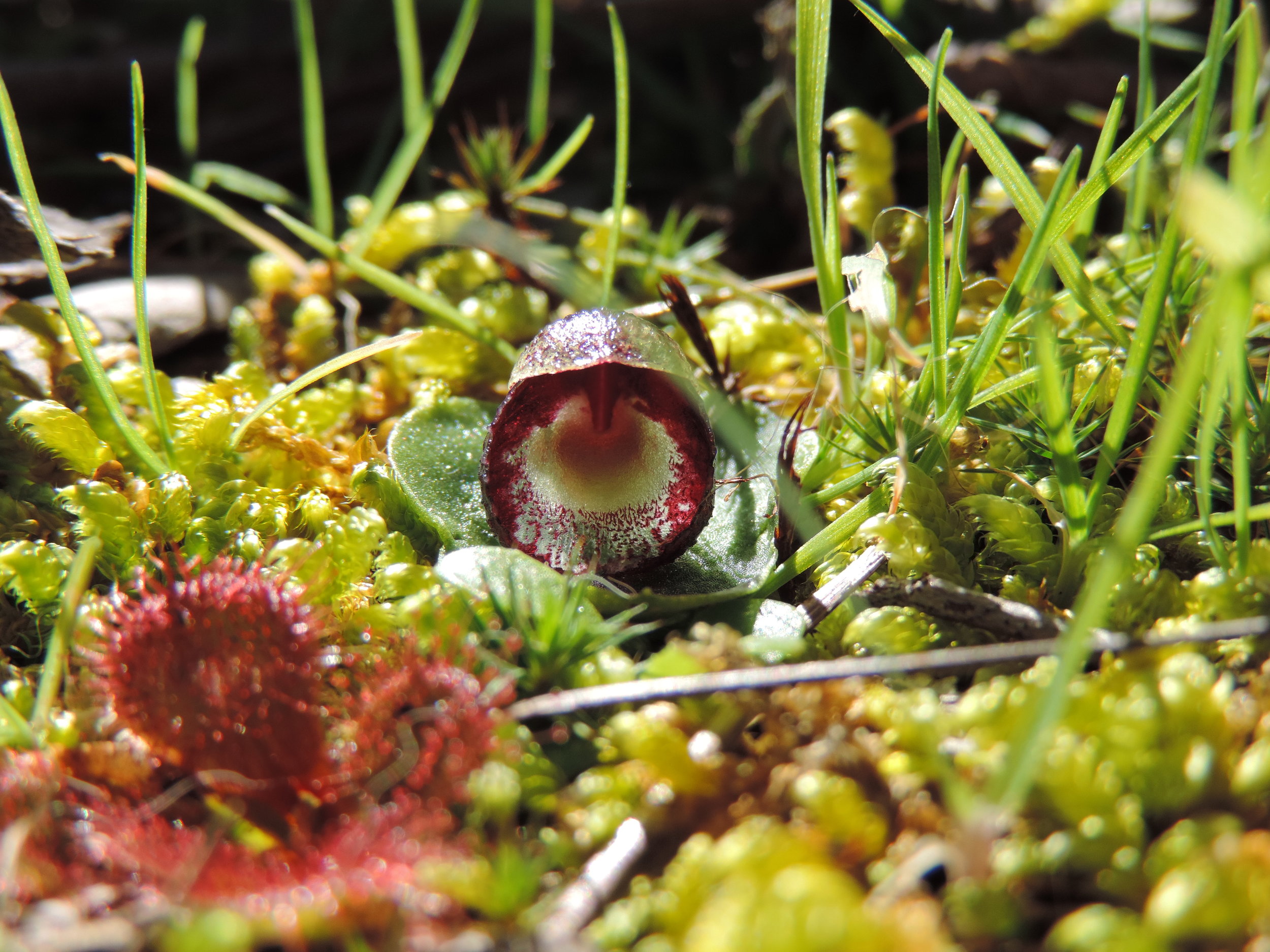 Helmet orchid  Corybas incurvus.JPG