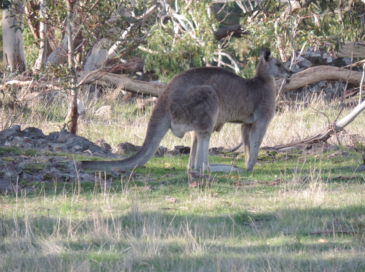 Grey Kangaroo.png