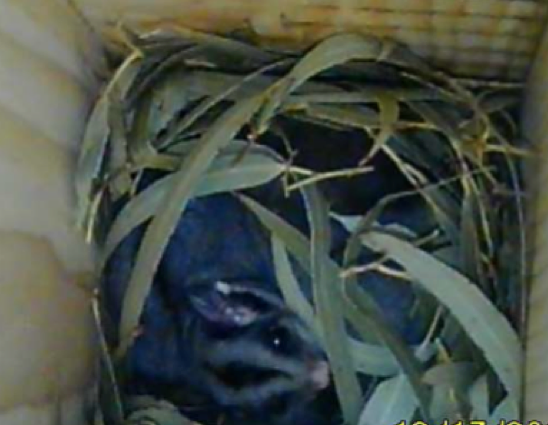 Sugar Glider in nest box .png