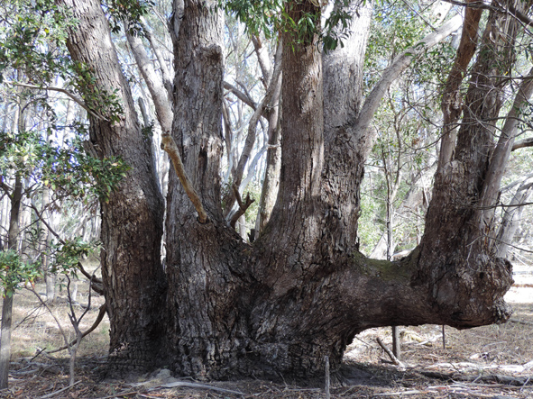 Coppiced narrow leafed pepperment gum  .JPG