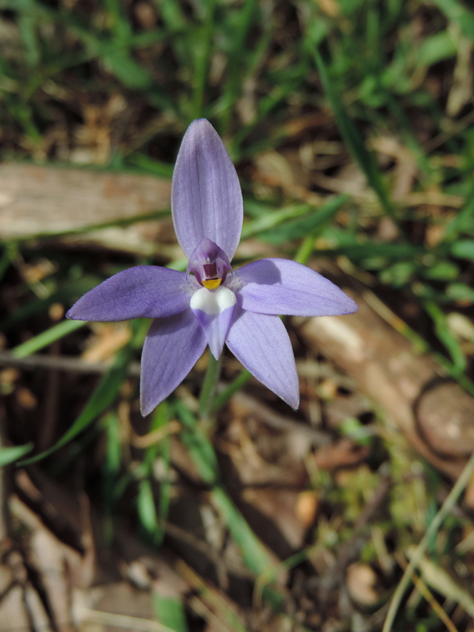 Glossodia Major.JPG