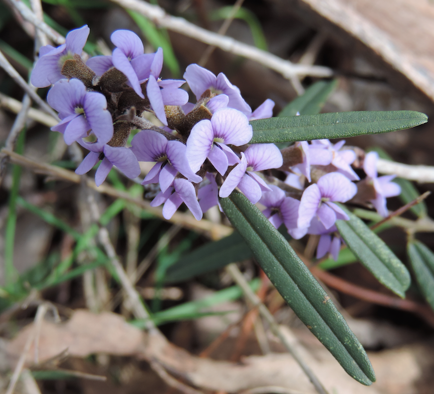 Hovea large .png