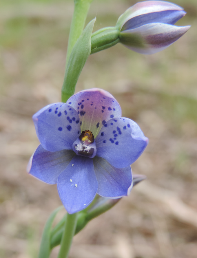 Spotted Sun orchid large .png