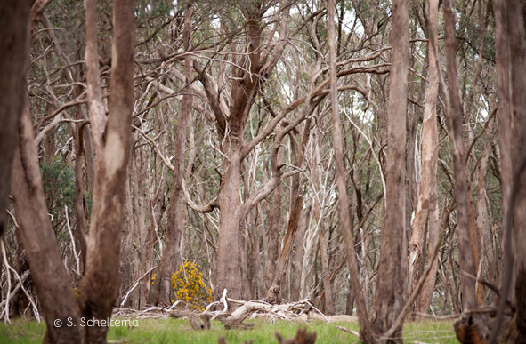 Valley Grassy forest S.S.jpg