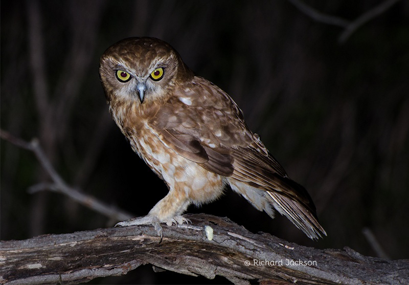 Boobook Owl Photo Richard Jackson .jpg
