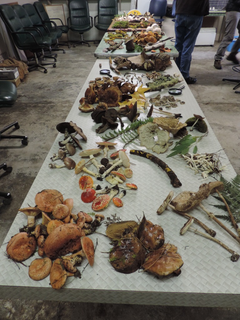 Alison Pouliot fungi Workshop .jpg