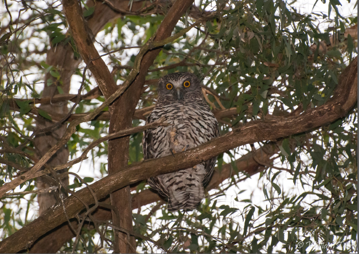 powerful owl.PNG