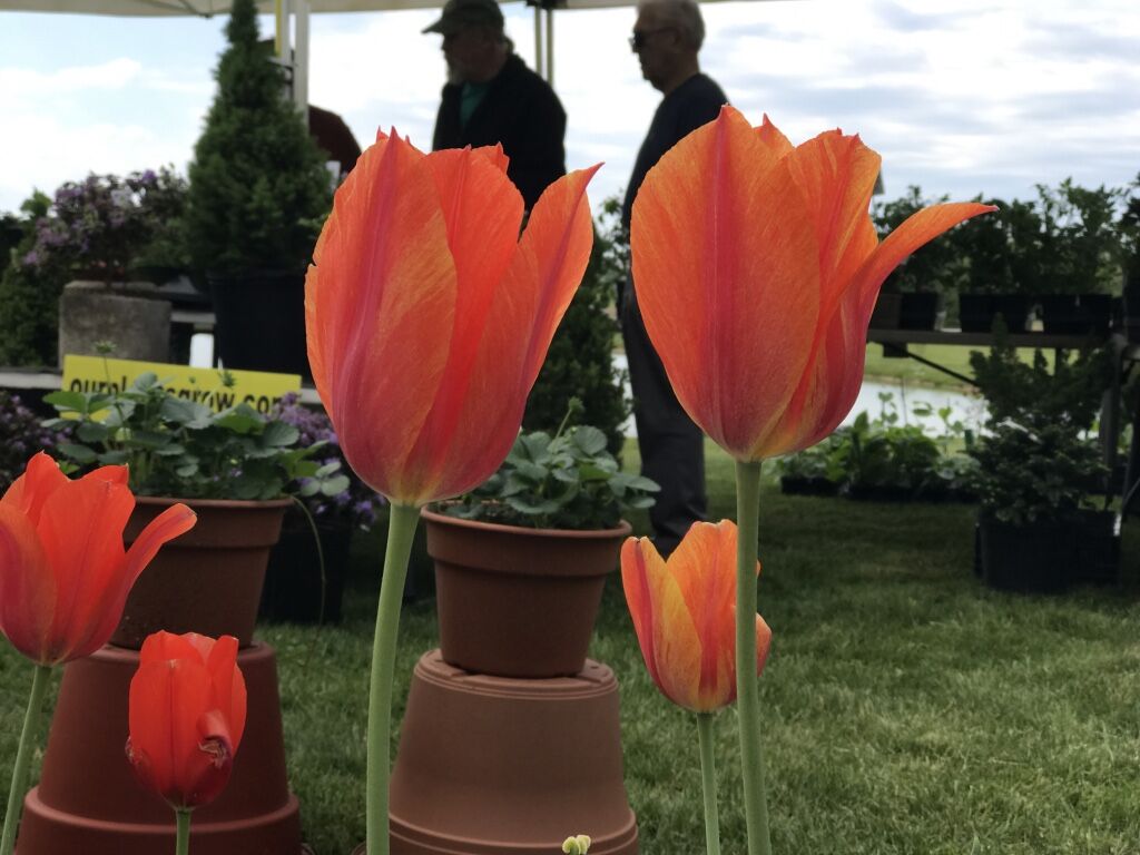 tulips along the front walk
