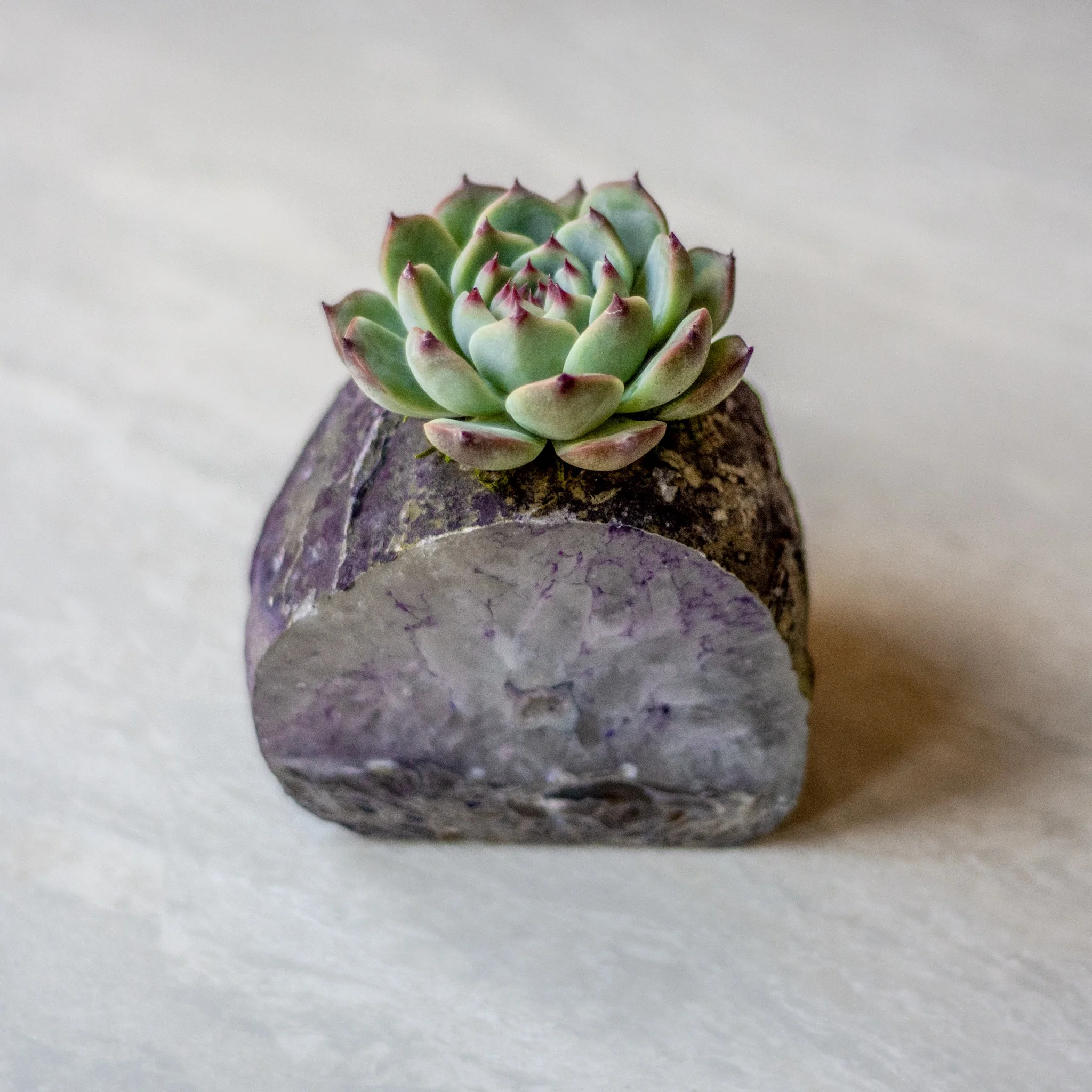 infinitesucculent_crystals_ccbiz_gabaccia__GAB5868.jpg