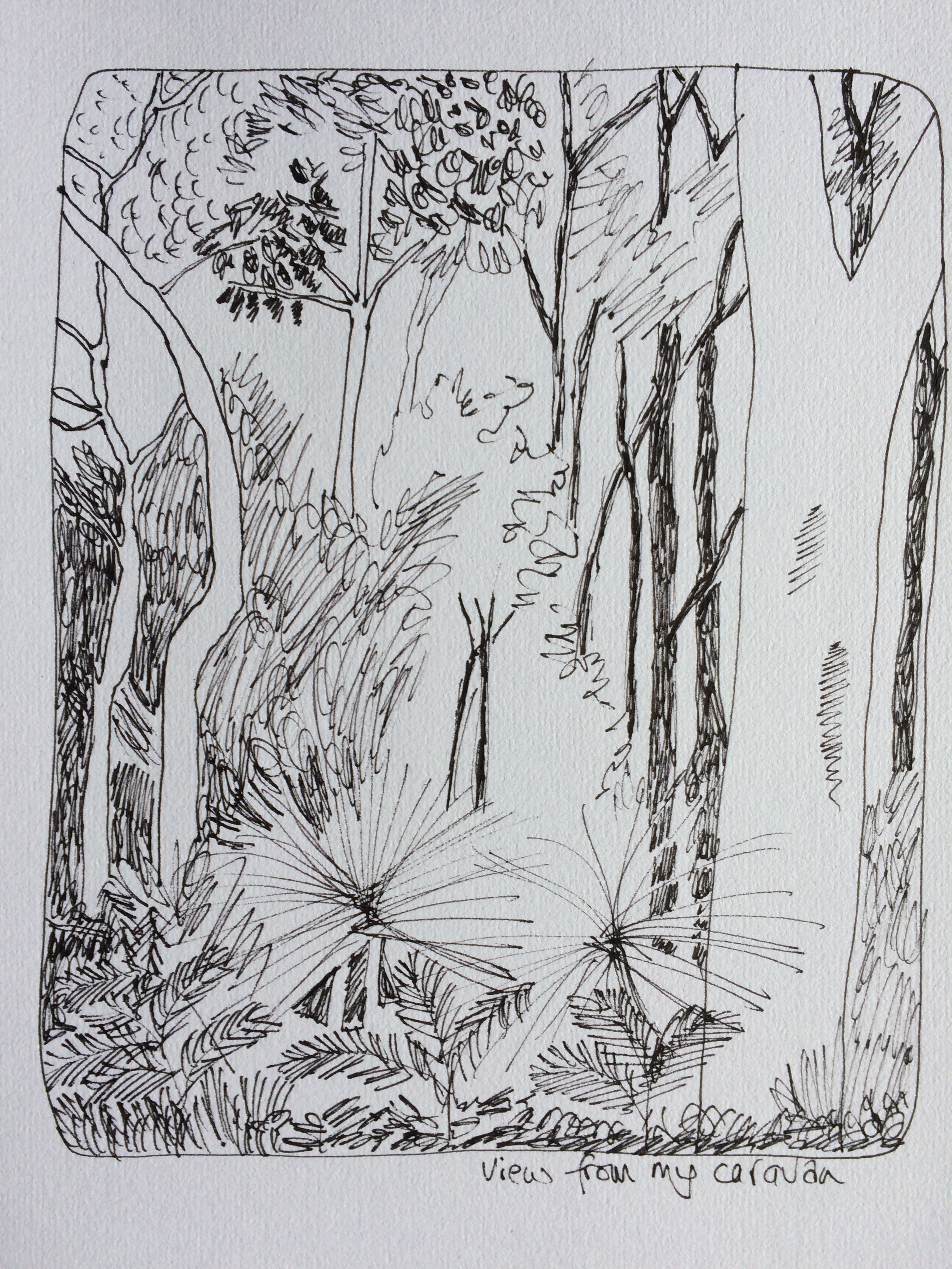 I love Australian trees 1. Pen on paper. A4