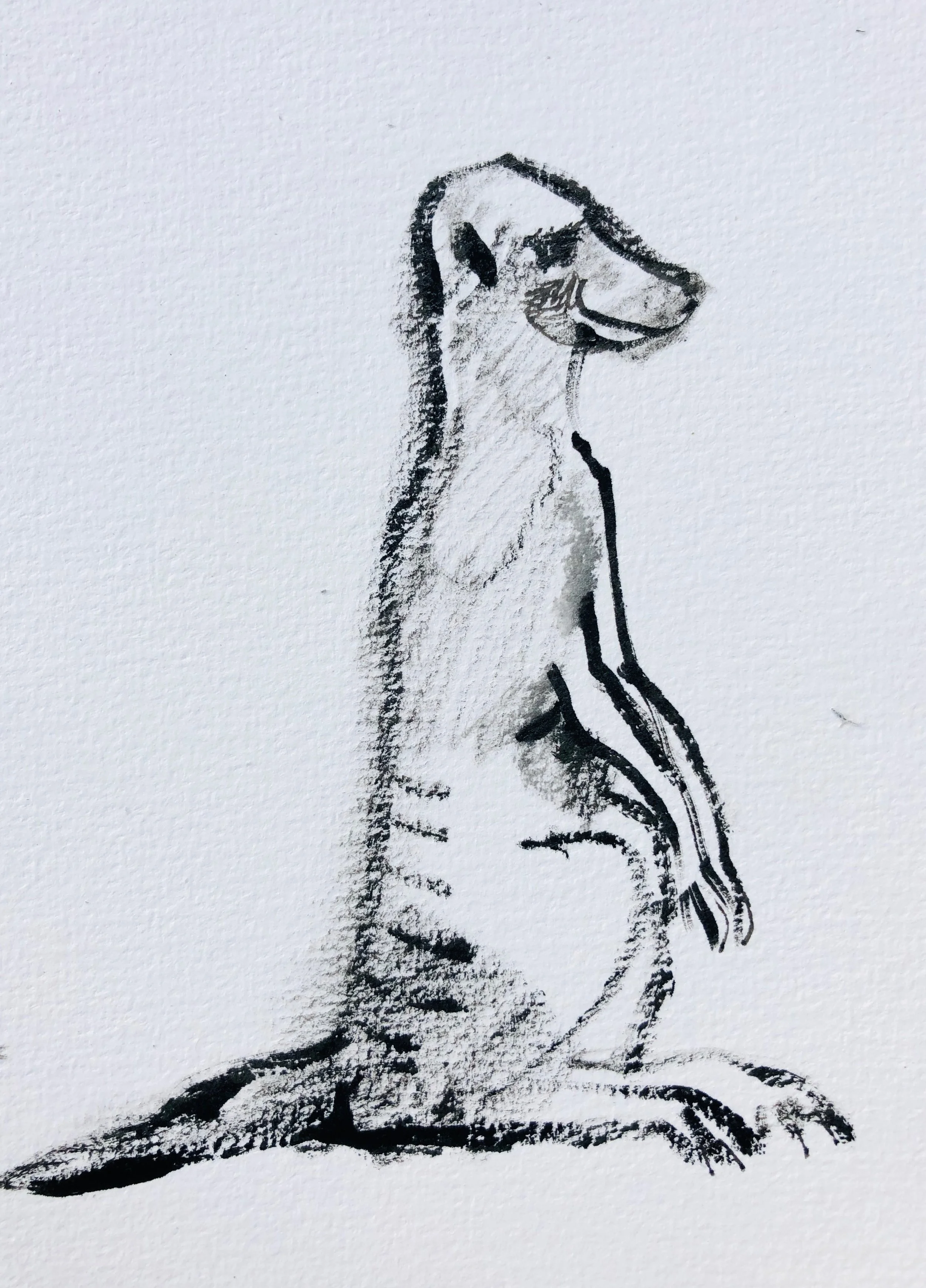 Meerkat