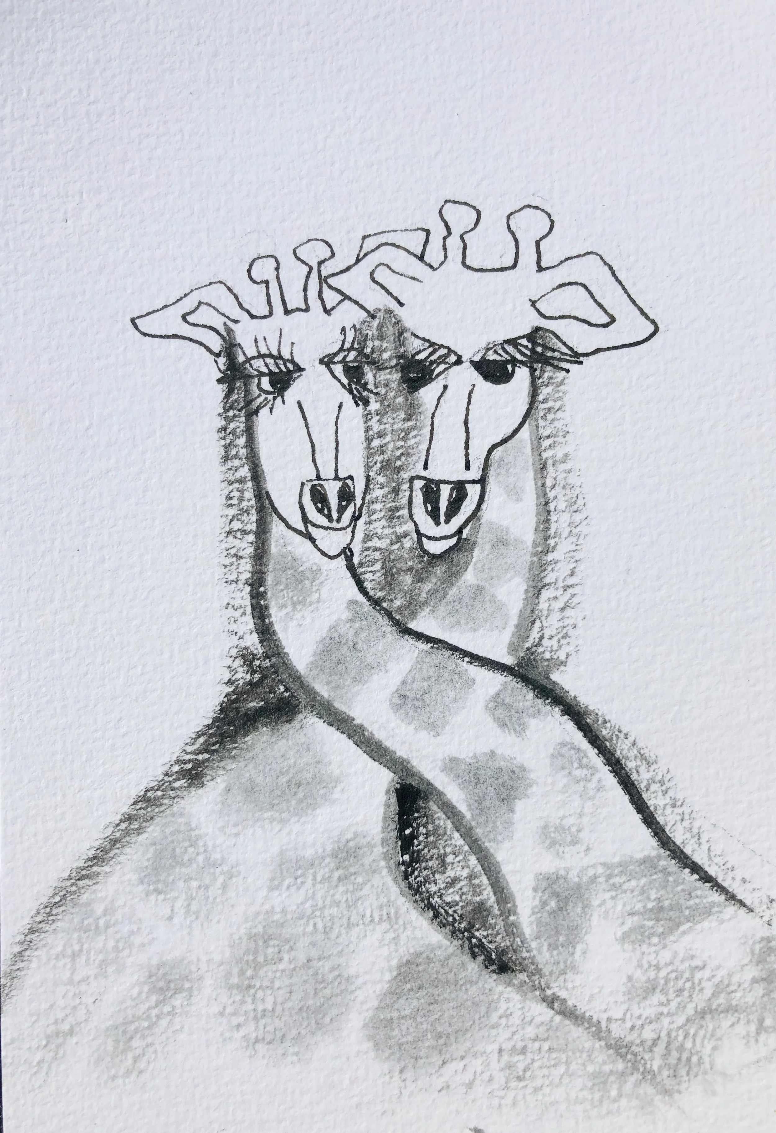 Giraffe love