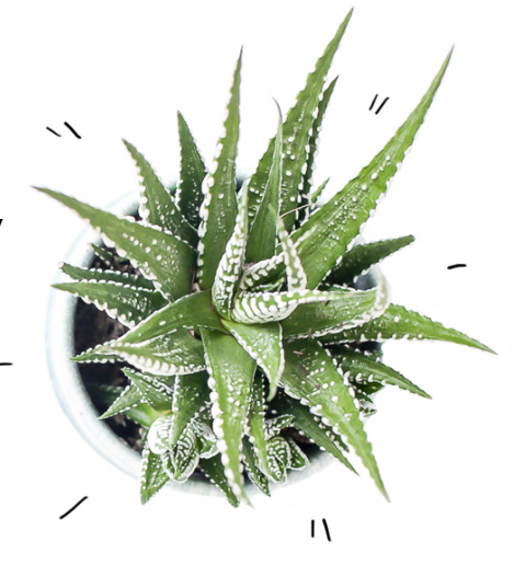 Secrets of Green cactus.png