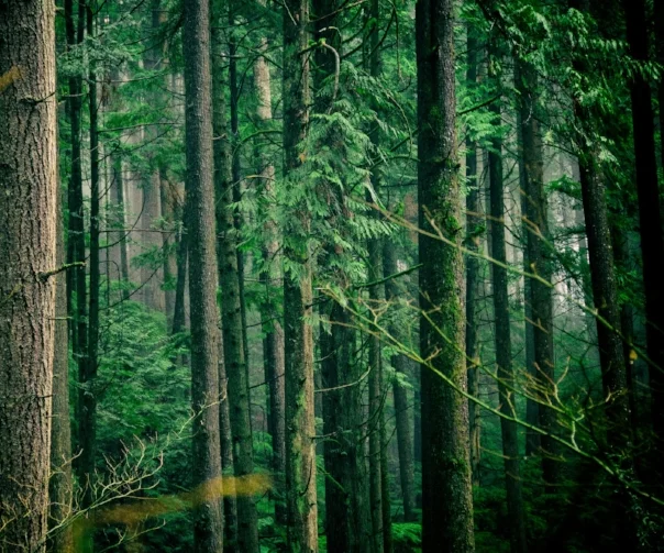 Photo by Jachan Devol onUnsplash