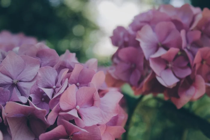 Blooms by Veri Ivanova on Unsplash
