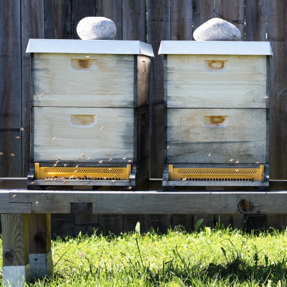 Happy Weltbienentag! 🐝🌍 Die Bienen sind nicht nur die H&uuml;ter der Natur, sondern auch unsere wichtigsten Helfer bei der Best&auml;ubung von Obst und Gem&uuml;se. Um die Bienenpopulation zu unterst&uuml;tzen, haben wir uns bei walden entschieden,