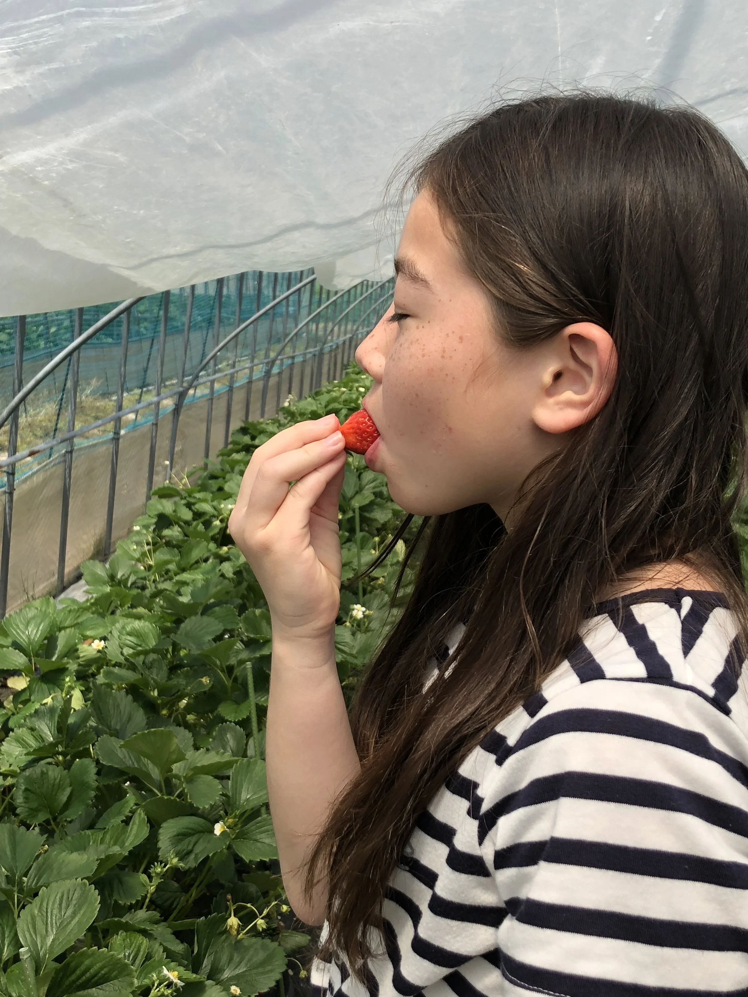 Kids Strawberry Picking Event