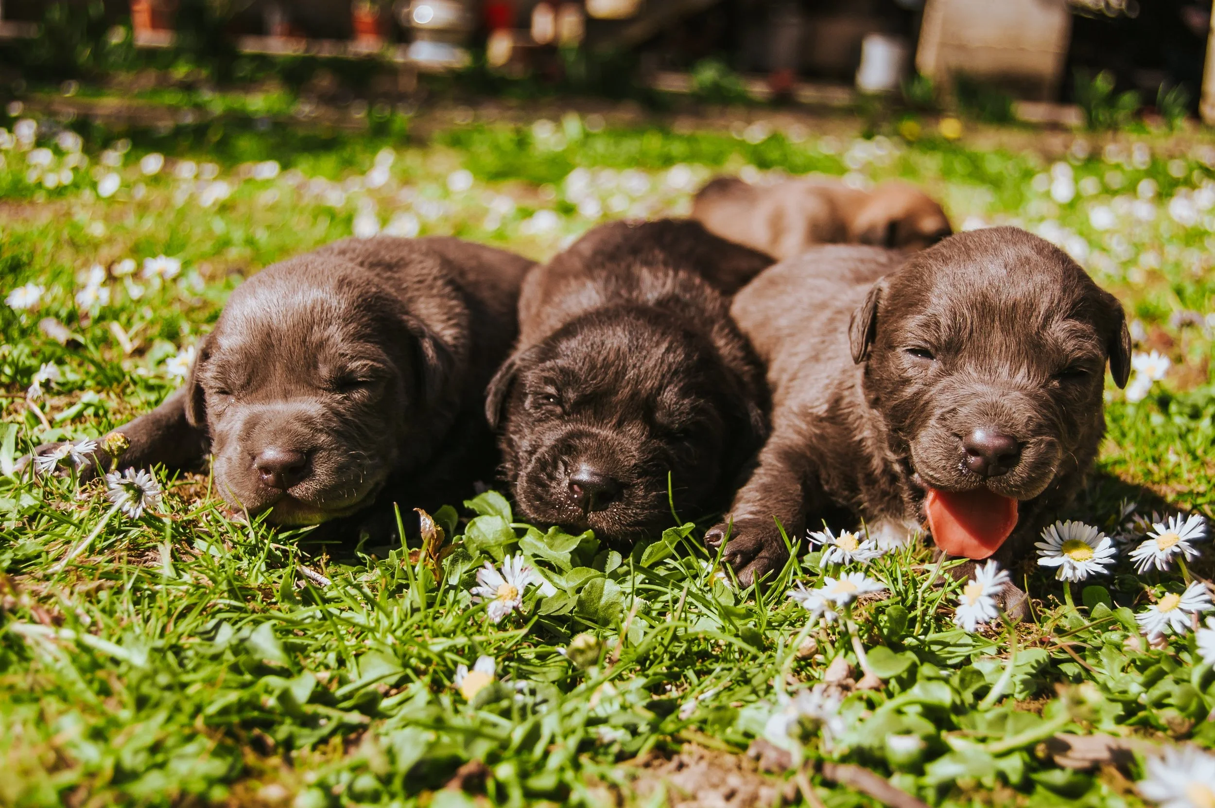 puppies.jpg