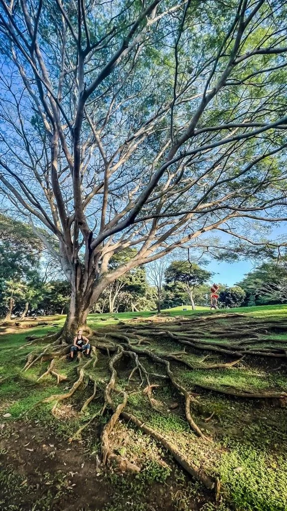 La Fortaleza del Roble Sabanero: Inspiración Empresarial para la Resistencia y Perseverancia