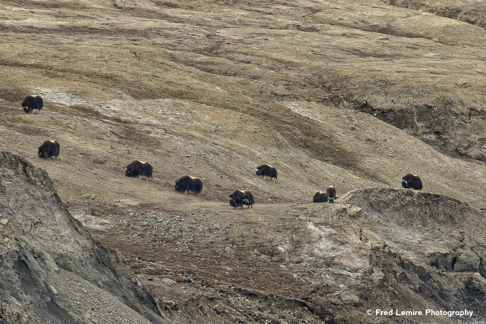 Muskox 2