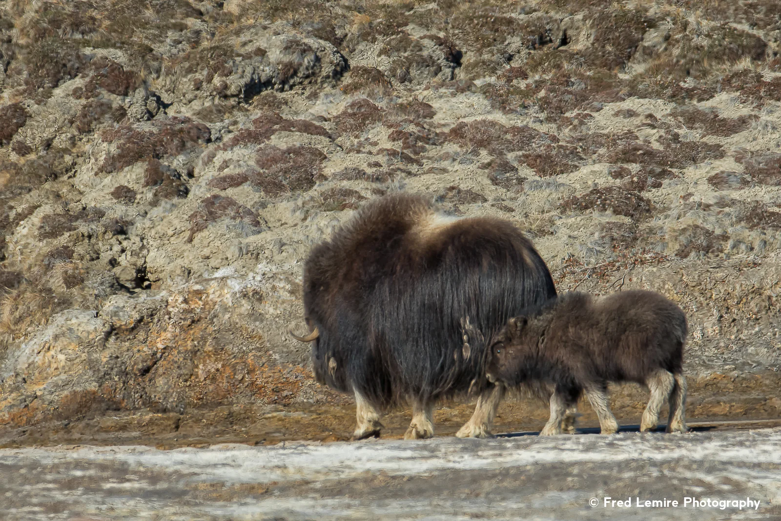 Muskox 3