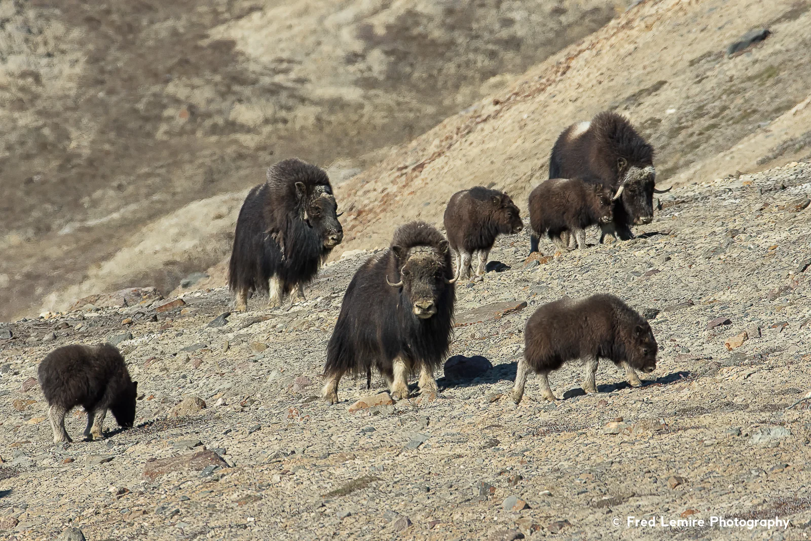 Muskox 5