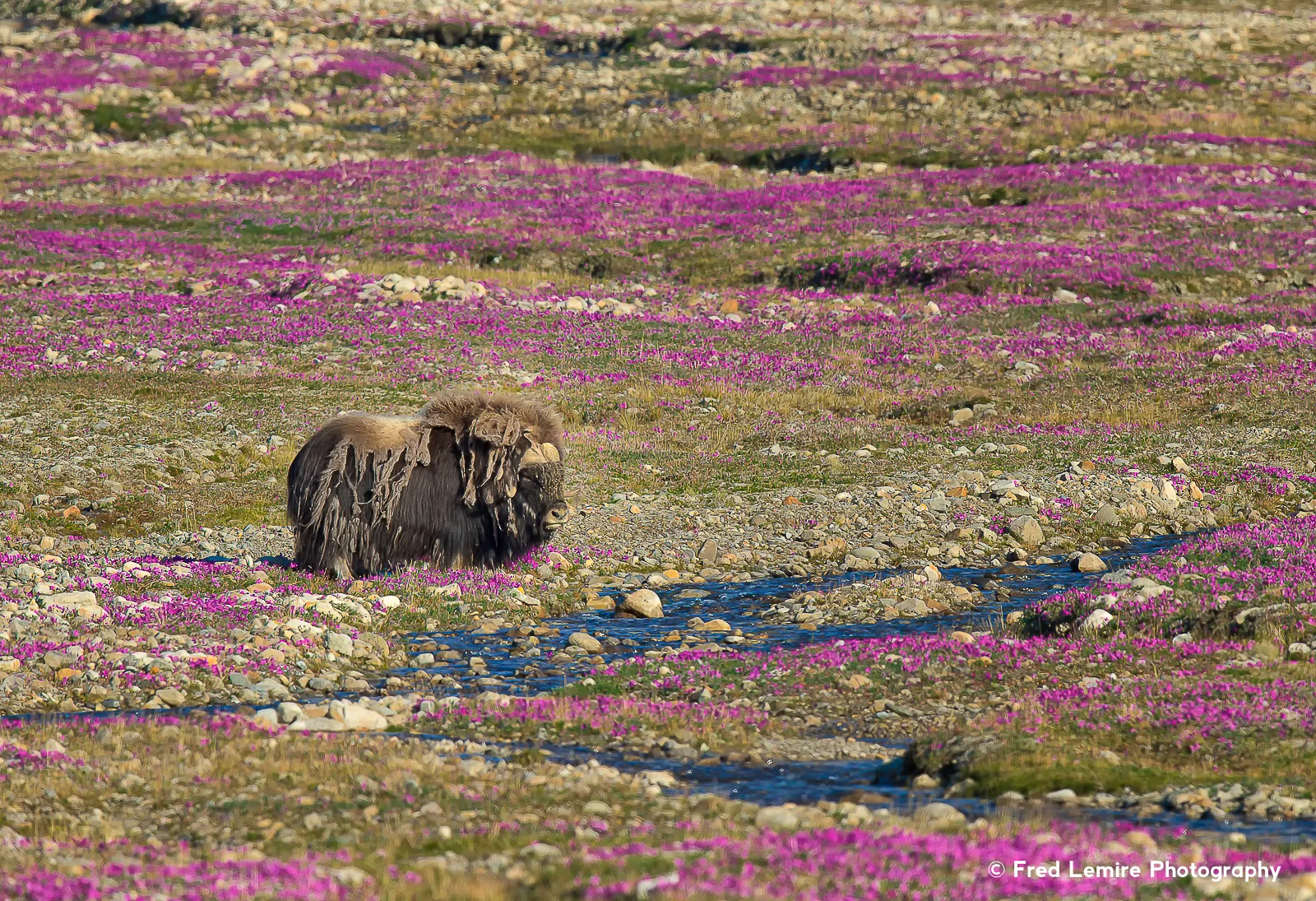 Muskox 7